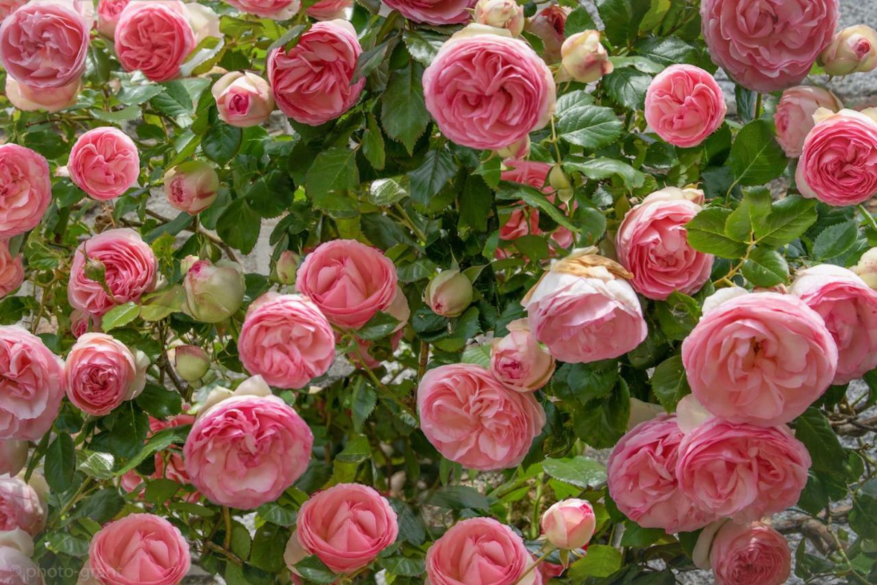 Maison D'Hotes De Charme La Rose De Ducey Pres Du Mont Saint Michel 外观 照片